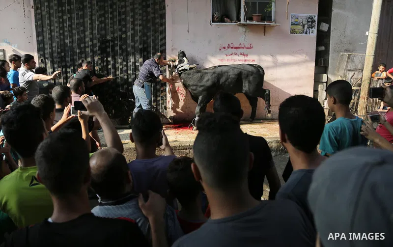 A Palestinian man slaughters a calf as part of the commemoration for the first day of Eid al-Adha or feast of the sacrifice, in Gaza city on September 1, 2017. Muslims around the world are celebrating Eid al-Adha, the "F...