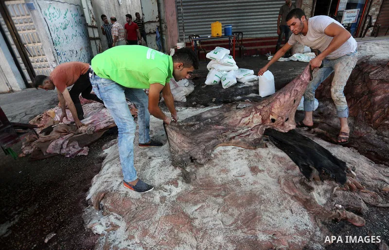 Palestinian leather tannery workers, salt the hides of sacrificial animals before drying them, during third day of Eid al-Adha or the feast of sacrifice, in a workshop in Gaza city on September 3, 2017. Muslims around th...