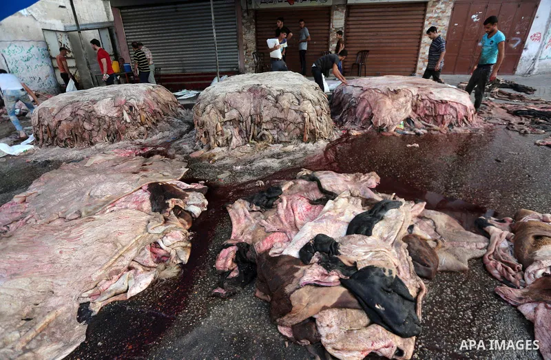 Palestinian leather tannery workers, salt the hides of sacrificial animals before drying them, during third day of Eid al-Adha or the feast of sacrifice, in a workshop in Gaza city on September 3, 2017. Muslims around th...