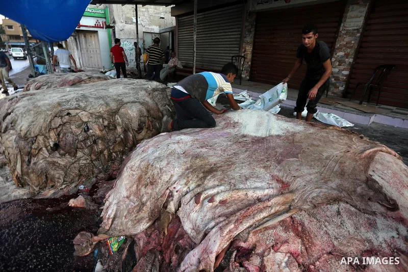 Palestinian leather tannery workers, salt the hides of sacrificial animals before drying them, during third day of Eid al-Adha or the feast of sacrifice, in a workshop in Gaza city on September 3, 2017. Muslims around th...