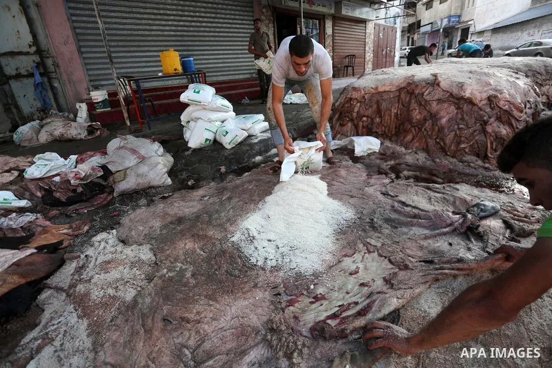 Palestinian leather tannery workers, salt the hides of sacrificial animals before drying them, during third day of Eid al-Adha or the feast of sacrifice, in a workshop in Gaza city on September 3, 2017. Muslims around th...