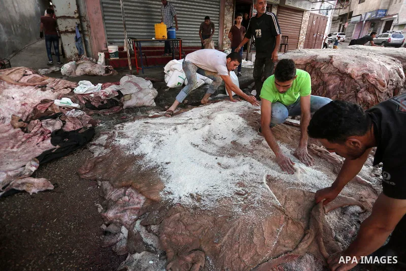Palestinian leather tannery workers, salt the hides of sacrificial animals before drying them, during third day of Eid al-Adha or the feast of sacrifice, in a workshop in Gaza city on September 3, 2017. Muslims around th...
