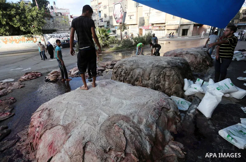 Palestinian leather tannery workers, salt the hides of sacrificial animals before drying them, during third day of Eid al-Adha or the feast of sacrifice, in a workshop in Gaza city on September 3, 2017. Muslims around th...