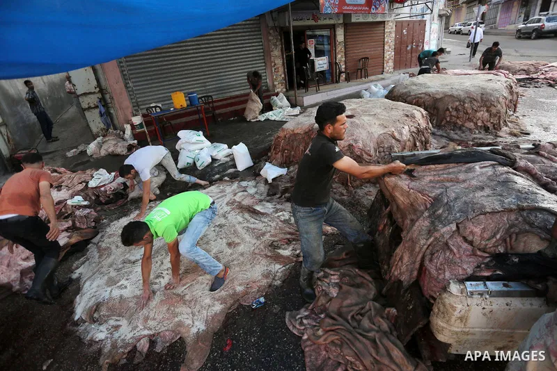 Palestinian leather tannery workers, salt the hides of sacrificial animals before drying them, during third day of Eid al-Adha or the feast of sacrifice, in a workshop in Gaza city on September 3, 2017. Muslims around th...