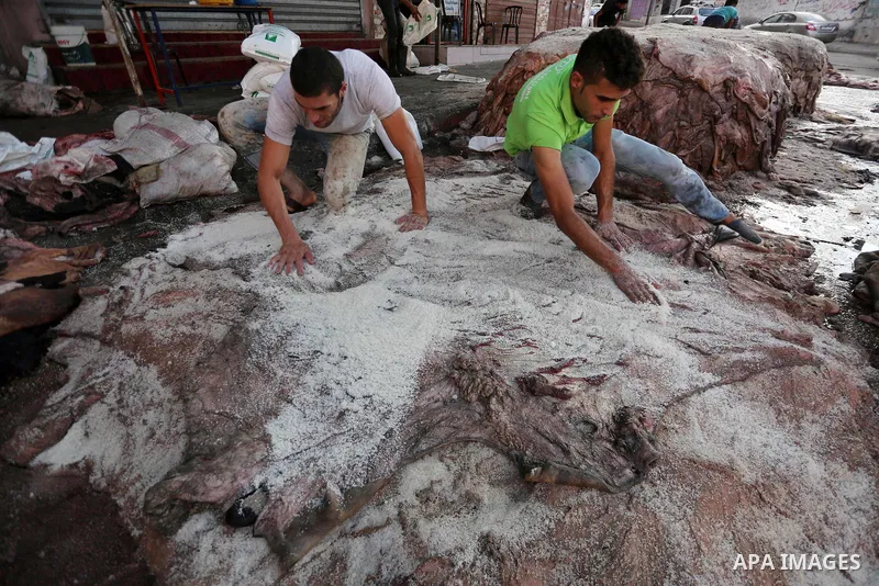 Palestinian leather tannery workers, salt the hides of sacrificial animals before drying them, during third day of Eid al-Adha or the feast of sacrifice, in a workshop in Gaza city on September 3, 2017. Muslims around th...