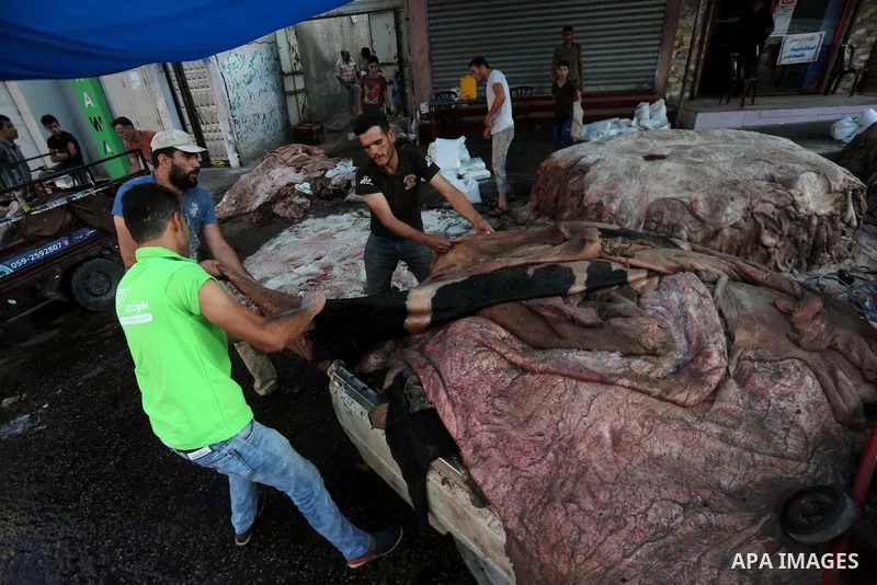 Palestinian leather tannery workers, salt the hides of sacrificial animals before drying them, during third day of Eid al-Adha or the feast of sacrifice, in a workshop in Gaza city on September 3, 2017. Muslims around th...