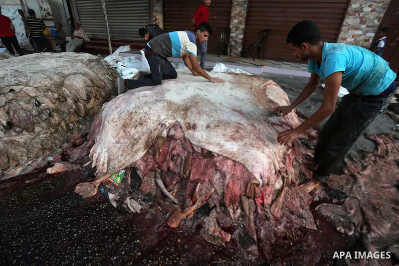 Palestinian leather tannery workers, salt the hides of sacrificial animals before drying them, during third day of Eid al-Adha or the feast of sacrifice, in a workshop in Gaza city on September 3, 2017. Muslims around th...