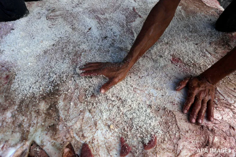 Palestinian leather tannery workers, salt the hides of sacrificial animals before drying them, during third day of Eid al-Adha or the feast of sacrifice, in a workshop in Gaza city on September 3, 2017. Muslims around th...