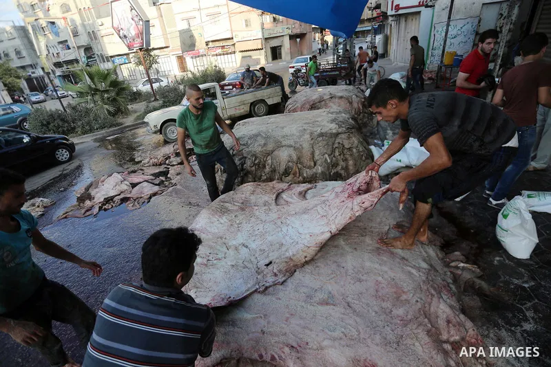 Palestinian leather tannery workers, salt the hides of sacrificial animals before drying them, during third day of Eid al-Adha or the feast of sacrifice, in a workshop in Gaza city on September 3, 2017. Muslims around th...