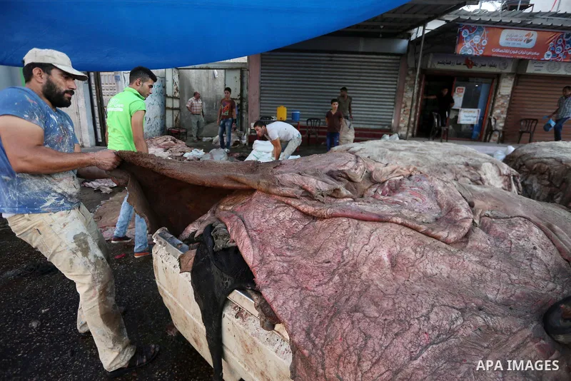 Palestinian leather tannery workers, salt the hides of sacrificial animals before drying them, during third day of Eid al-Adha or the feast of sacrifice, in a workshop in Gaza city on September 3, 2017. Muslims around th...