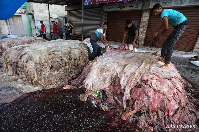 Palestinian leather tannery workers, salt the hides of sacrificial animals before drying them, during third day of Eid al-Adha or the feast of sacrifice, in a workshop in Gaza city on September 3, 2017. Muslims around th...