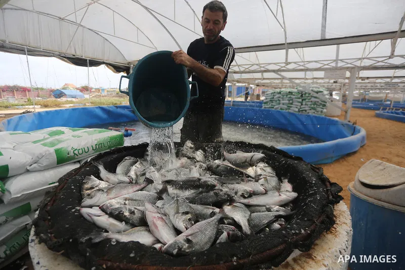 A Palestinian man feeds fish at a fish farm, in Gaza city, on Sept. 14, 2017. Photo by Mohammed Asad