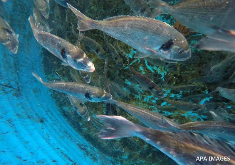 A picture shows fish swim into a pond at a fish farm, in Gaza city, on Sept. 14, 2017. Photo by Mohammed Asad