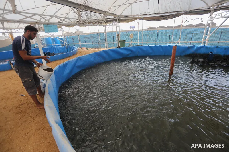 A Palestinian man feeds fish at a fish farm, in Gaza city, on Sept. 14, 2017. Photo by Mohammed Asad
