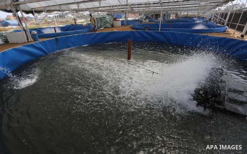 A picture shows fish pools at a fish farm, in Gaza city, on Sept. 14, 2017. Photo by Mohammed Asad