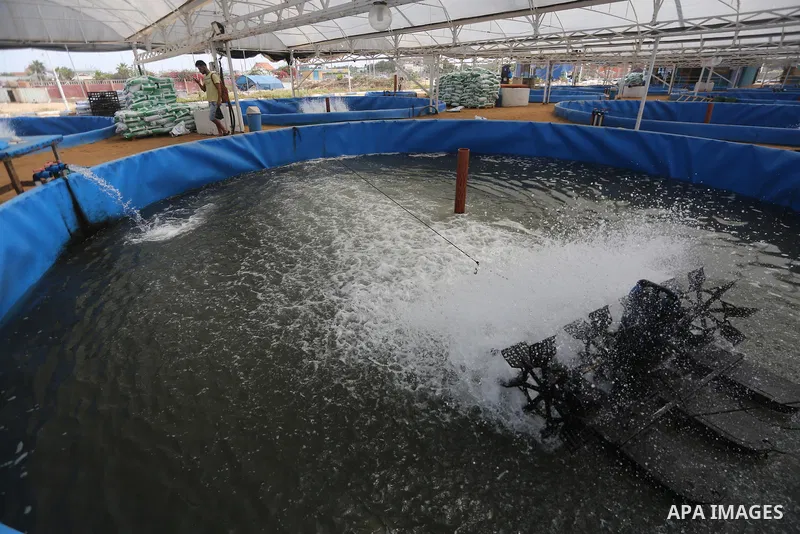 A picture shows fish pools at a fish farm, in Gaza city, on Sept. 14, 2017. Photo by Mohammed Asad