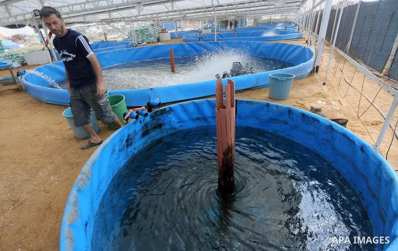 A Palestinian man feeds fish at a fish farm, in Gaza city, on Sept. 14, 2017. Photo by Mohammed Asad