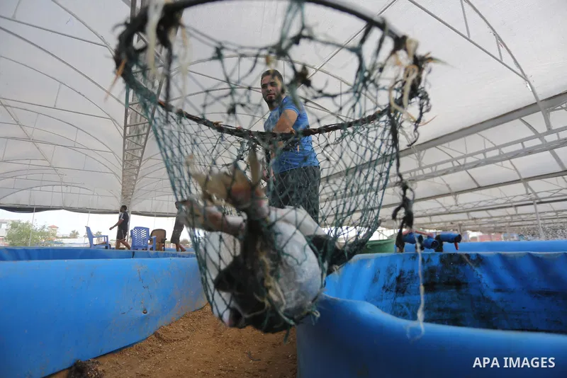 A Palestinian man carries fish at a fish farm, in Gaza city, on Sept. 14, 2017. Photo by Mohammed Asad