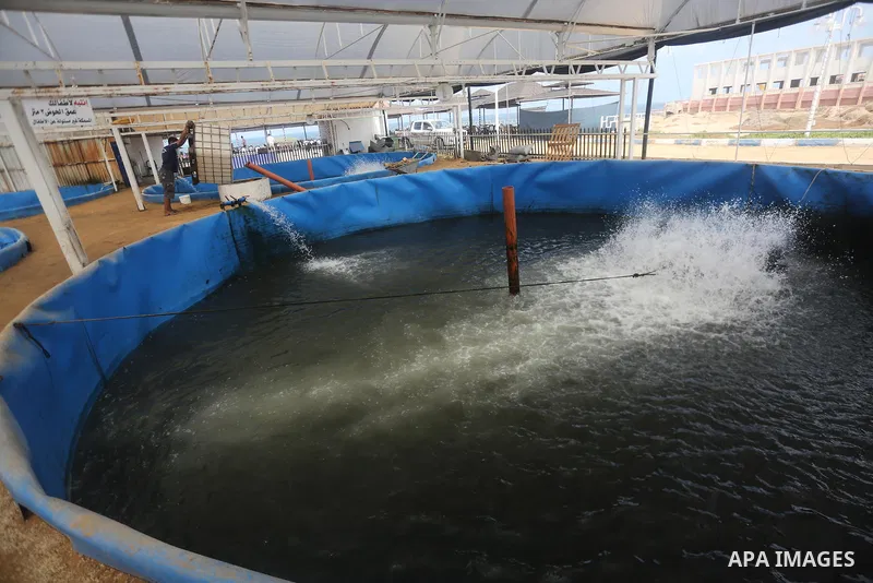 A Palestinian man feeds fish at a fish farm, in Gaza city, on Sept. 14, 2017. Photo by Mohammed Asad