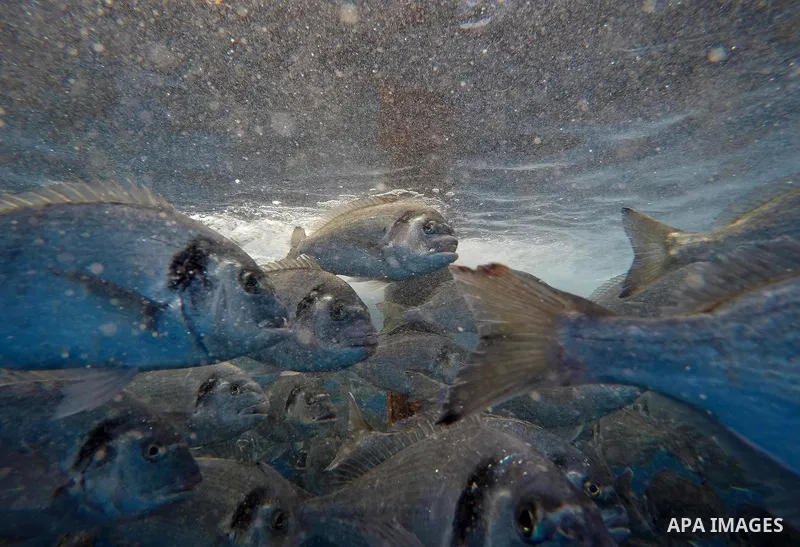 A picture shows fish swim into a pond at a fish farm, in Gaza city, on Sept. 14, 2017. Photo by Mohammed Asad