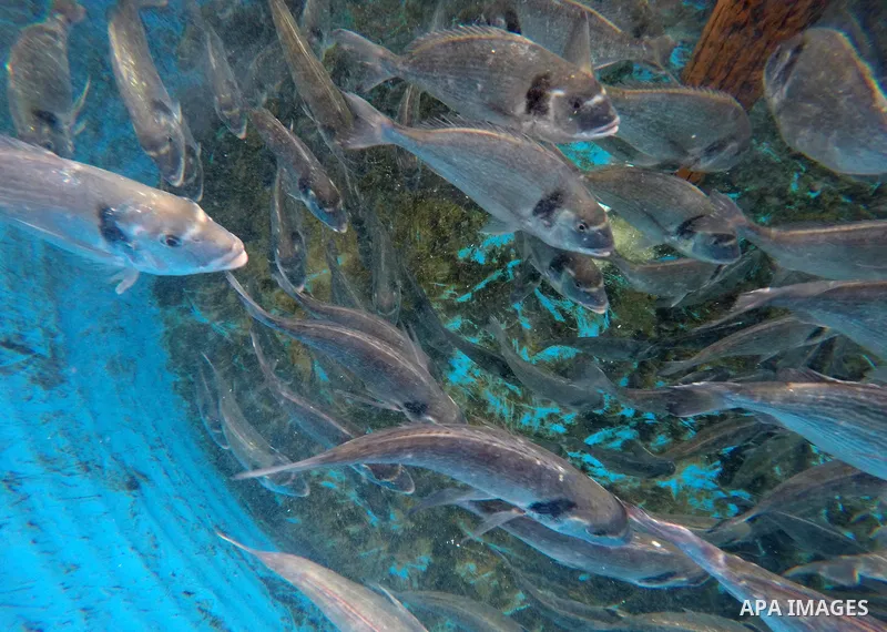 A picture shows fish swim into a pond at a fish farm, in Gaza city, on Sept. 14, 2017. Photo by Mohammed Asad