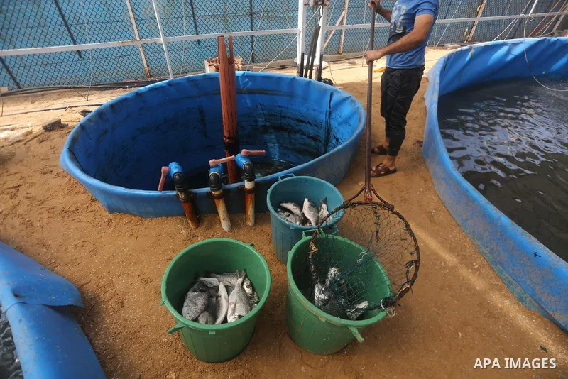 A Palestinian man carries fish at a fish farm, in Gaza city, on Sept. 14, 2017. Photo by Mohammed Asad