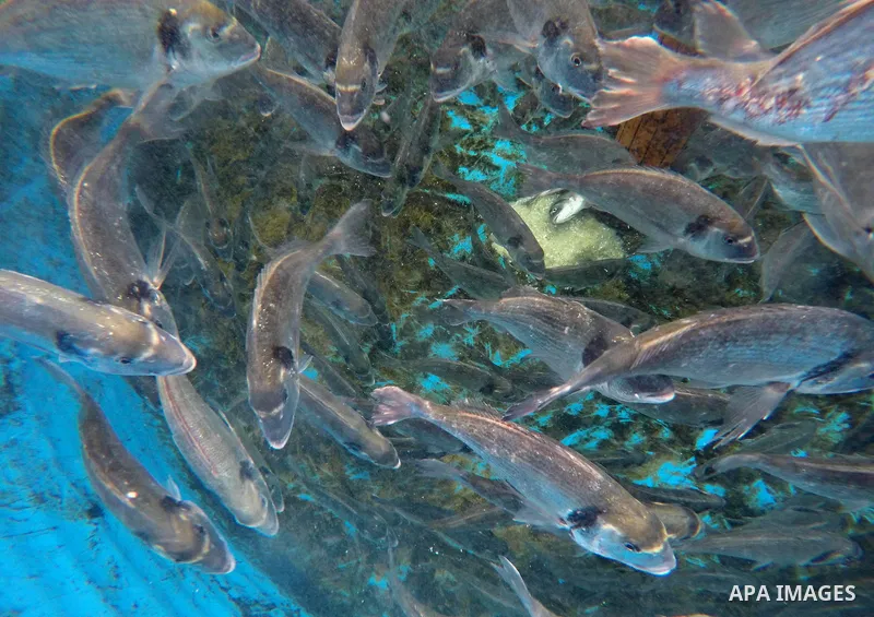 A picture shows fish swim into a pond at a fish farm, in Gaza city, on Sept. 14, 2017. Photo by Mohammed Asad
