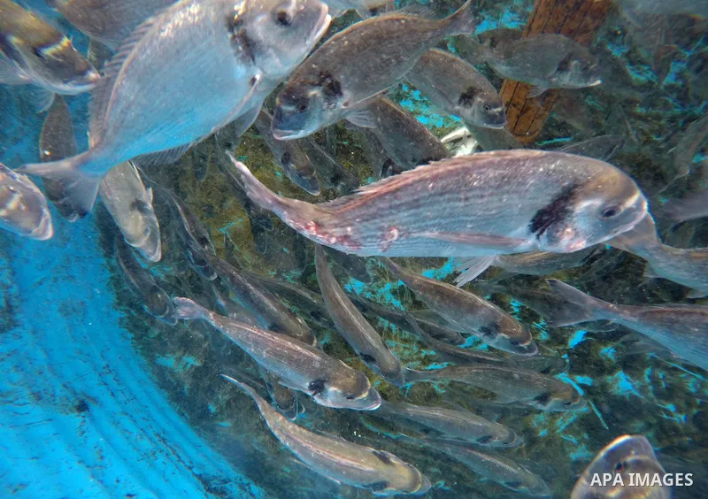 A picture shows fish swim into a pond at a fish farm, in Gaza city, on Sept. 14, 2017. Photo by Mohammed Asad