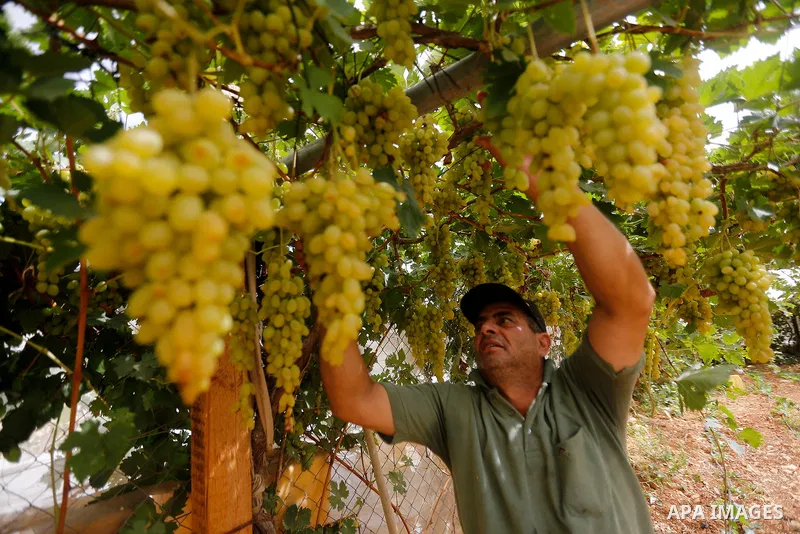 A Palestinian farmer harvests grapes in his field near the West Bank city of Hebron, Sept. 14, 2017. Hebron is famous for its quality grape production and its lush vineyards. Photo by Wisam Hashlamoun