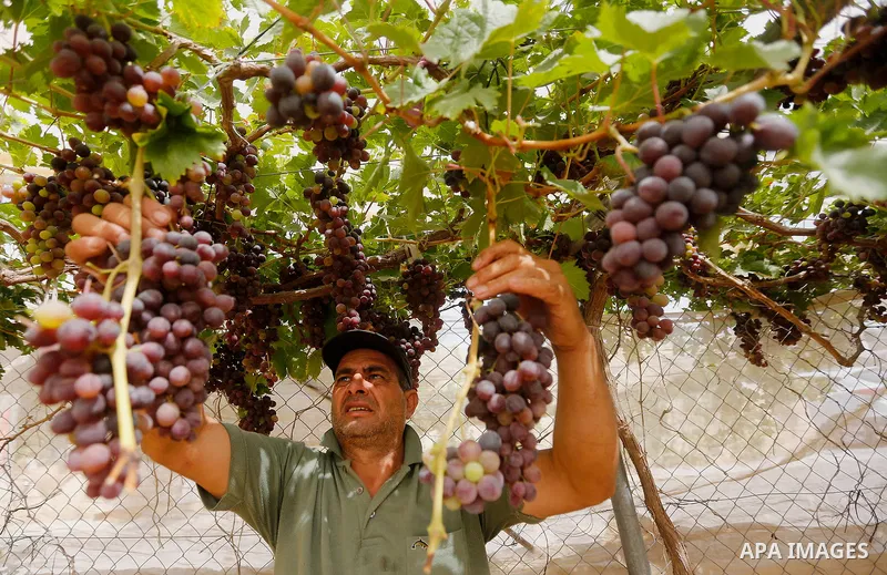 A Palestinian farmer harvests grapes in his field near the West Bank city of Hebron, Sept. 14, 2017. Hebron is famous for its quality grape production and its lush vineyards. Photo by Wisam Hashlamoun