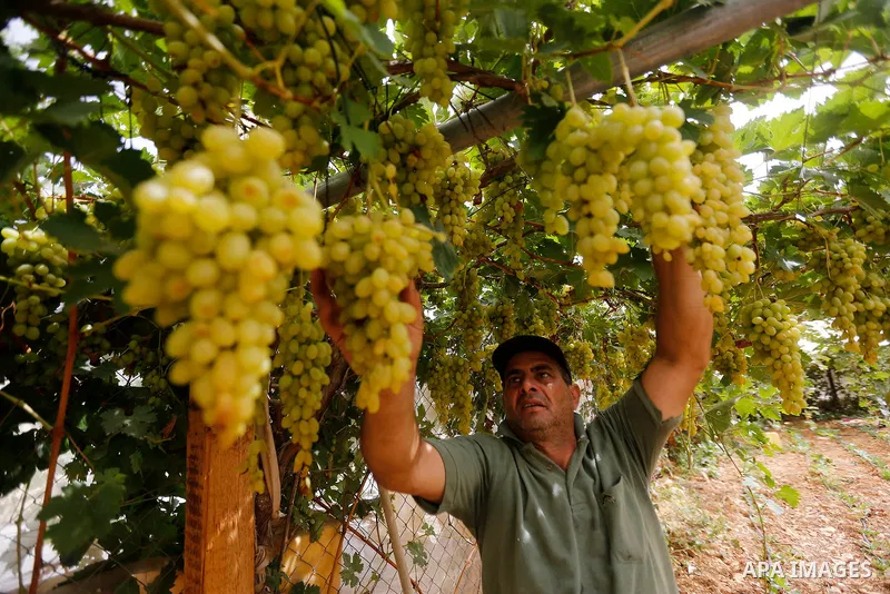 A Palestinian farmer harvests grapes in his field near the West Bank city of Hebron, Sept. 14, 2017. Hebron is famous for its quality grape production and its lush vineyards. Photo by Wisam Hashlamoun