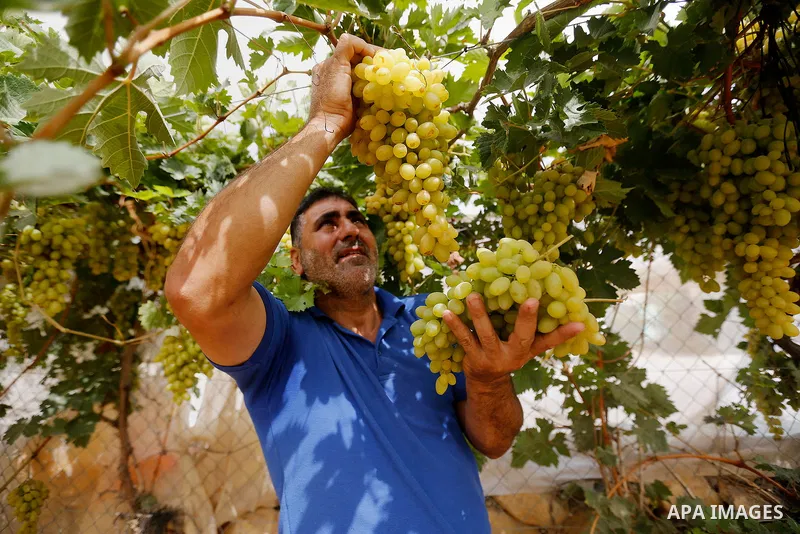 A Palestinian farmer harvests grapes in his field near the West Bank city of Hebron, Sept. 14, 2017. Hebron is famous for its quality grape production and its lush vineyards. Photo by Wisam Hashlamoun