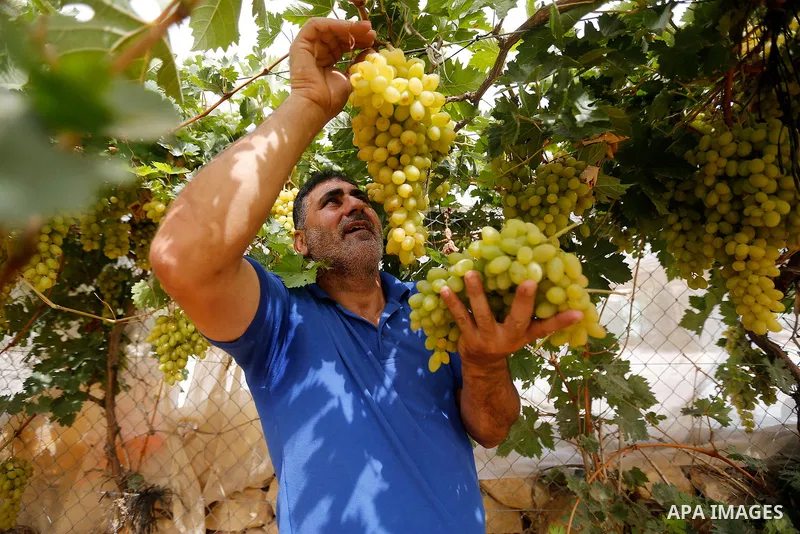 A Palestinian farmer harvests grapes in his field near the West Bank city of Hebron, Sept. 14, 2017. Hebron is famous for its quality grape production and its lush vineyards. Photo by Wisam Hashlamoun