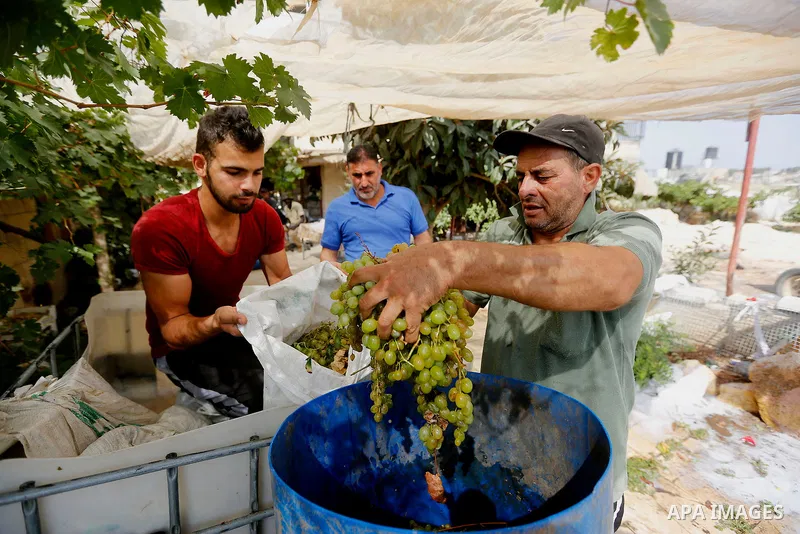 A Palestinian farmer harvests grapes in his field near the West Bank city of Hebron, Sept. 14, 2017. Hebron is famous for its quality grape production and its lush vineyards. Photo by Wisam Hashlamoun
