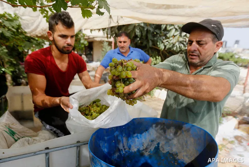 A Palestinian farmer harvests grapes in his field near the West Bank city of Hebron, Sept. 14, 2017. Hebron is famous for its quality grape production and its lush vineyards. Photo by Wisam Hashlamoun
