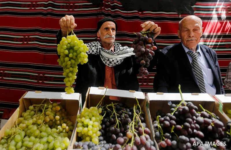 A Palestinian farmer harvests grapes in his field near the West Bank city of Hebron, Sept. 14, 2017. Hebron is famous for its quality grape production and its lush vineyards. Photo by Wisam Hashlamoun