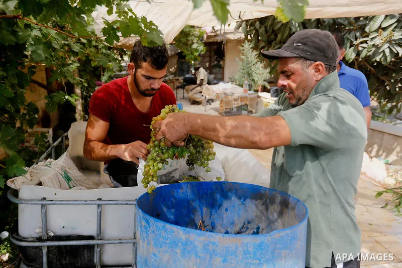A Palestinian farmer harvests grapes in his field near the West Bank city of Hebron, Sept. 14, 2017. Hebron is famous for its quality grape production and its lush vineyards. Photo by Wisam Hashlamoun