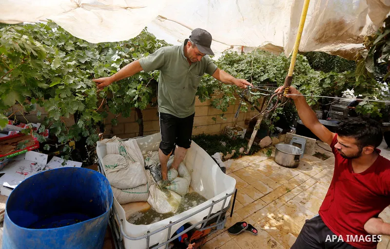 A Palestinian farmer prepares the grape juice at his field near the West Bank city of Hebron, Sept. 14, 2017. Hebron is famous for its quality grape production and its lush vineyards. Photo by Wisam Hashlamoun