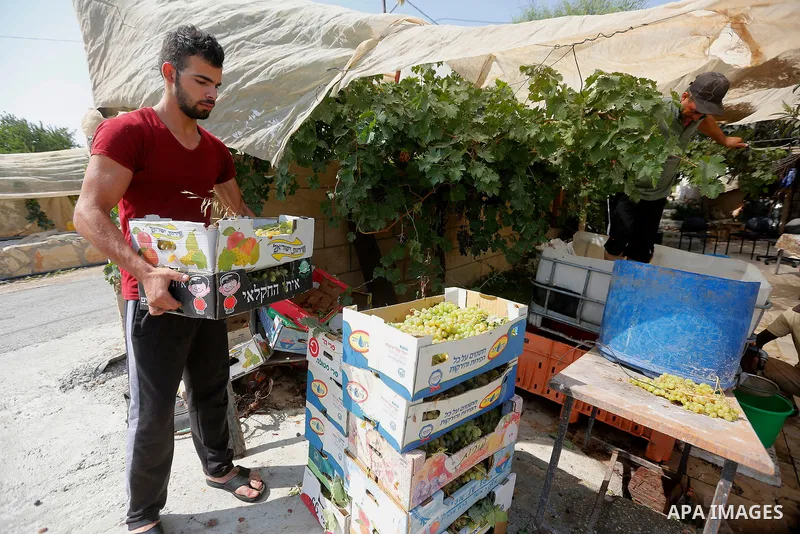 A Palestinian farmer harvests grapes in his field near the West Bank city of Hebron, Sept. 14, 2017. Hebron is famous for its quality grape production and its lush vineyards. Photo by Wisam Hashlamoun
