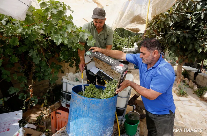 A Palestinian farmer harvests grapes in his field near the West Bank city of Hebron, Sept. 14, 2017. Hebron is famous for its quality grape production and its lush vineyards. Photo by Wisam Hashlamoun