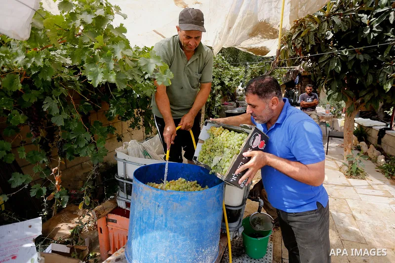 A Palestinian farmer harvests grapes in his field near the West Bank city of Hebron, Sept. 14, 2017. Hebron is famous for its quality grape production and its lush vineyards. Photo by Wisam Hashlamoun