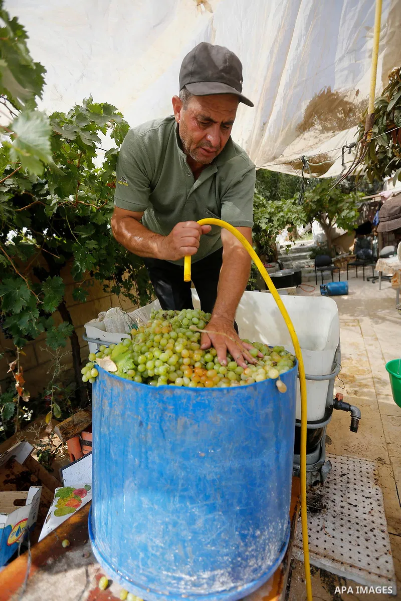 A Palestinian farmer harvests grapes in his field near the West Bank city of Hebron, Sept. 14, 2017. Hebron is famous for its quality grape production and its lush vineyards. Photo by Wisam Hashlamoun