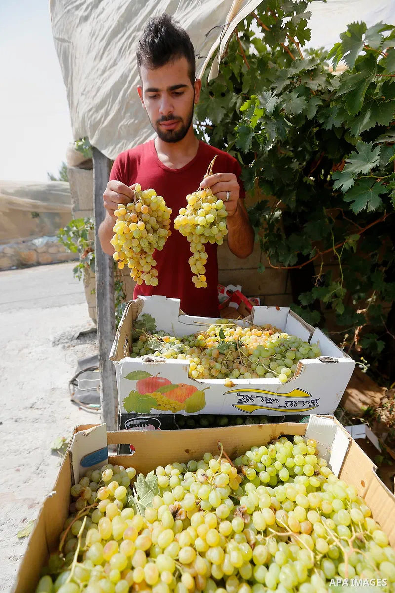 A Palestinian farmer harvests grapes in his field near the West Bank city of Hebron, Sept. 14, 2017. Hebron is famous for its quality grape production and its lush vineyards. Photo by Wisam Hashlamoun