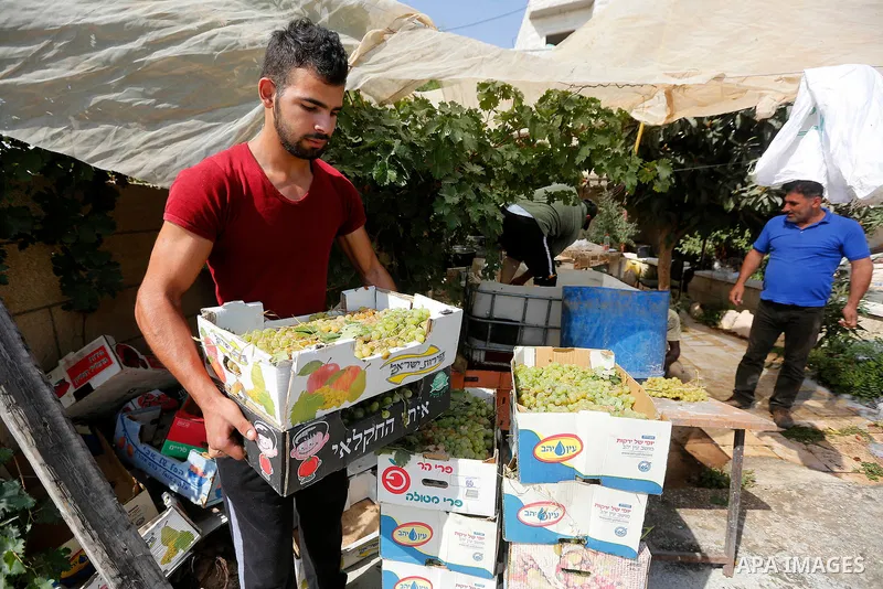 A Palestinian farmer harvests grapes in his field near the West Bank city of Hebron, Sept. 14, 2017. Hebron is famous for its quality grape production and its lush vineyards. Photo by Wisam Hashlamoun