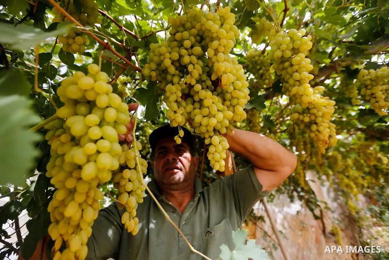 A Palestinian farmer harvests grapes in his field near the West Bank city of Hebron, Sept. 14, 2017. Hebron is famous for its quality grape production and its lush vineyards. Photo by Wisam Hashlamoun