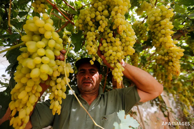 A Palestinian farmer harvests grapes in his field near the West Bank city of Hebron, Sept. 14, 2017. Hebron is famous for its quality grape production and its lush vineyards. Photo by Wisam Hashlamoun