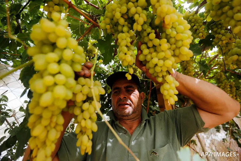 A Palestinian farmer harvests grapes in his field near the West Bank city of Hebron, Sept. 14, 2017. Hebron is famous for its quality grape production and its lush vineyards. Photo by Wisam Hashlamoun