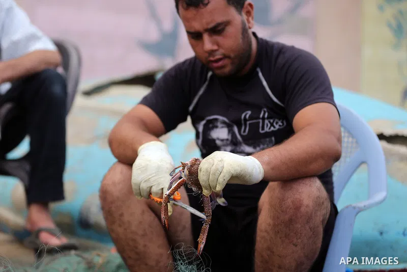 A Palestinian fisherman collects the crabs from his net for sell at the beach in Gaza City, on Sept. 14, 2017. Photo by Yasser Qudih