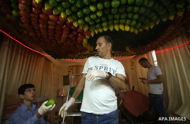 A member of the Samaritan sect decorates a traditional hut known as a sukkot with fruits and vegetables on Mount Gerizim, on the outskirts of the West Bank city of Nablus, October 2, 2017. A sukkot is a ritual hut used d...