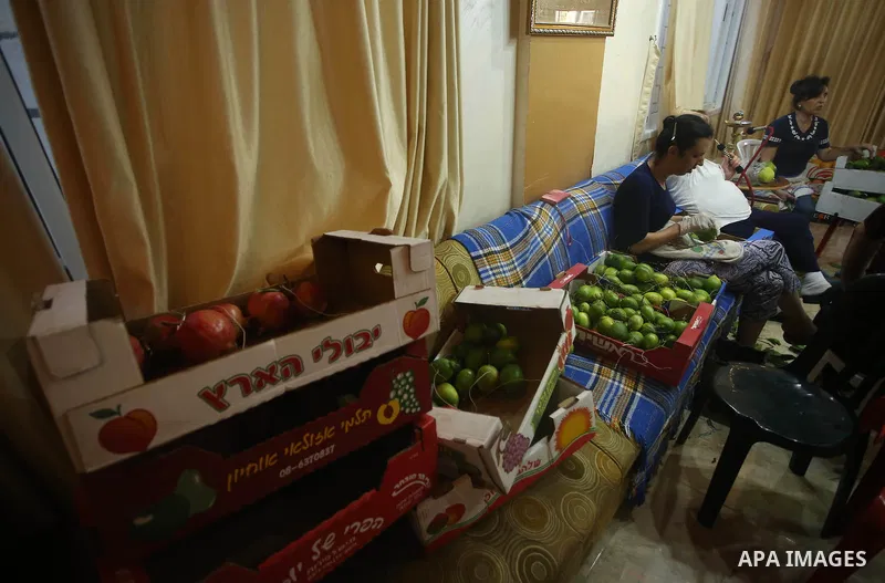 A member of the Samaritan sect decorates a traditional hut known as a sukkot with fruits and vegetables on Mount Gerizim, on the outskirts of the West Bank city of Nablus, October 2, 2017. A sukkot is a ritual hut used d...